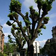 IMG 0581